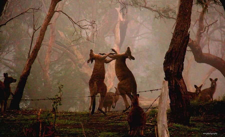 Kangaroos fighting in foggy forest