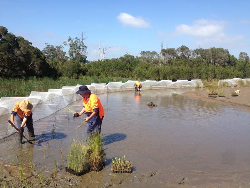 People planting in water