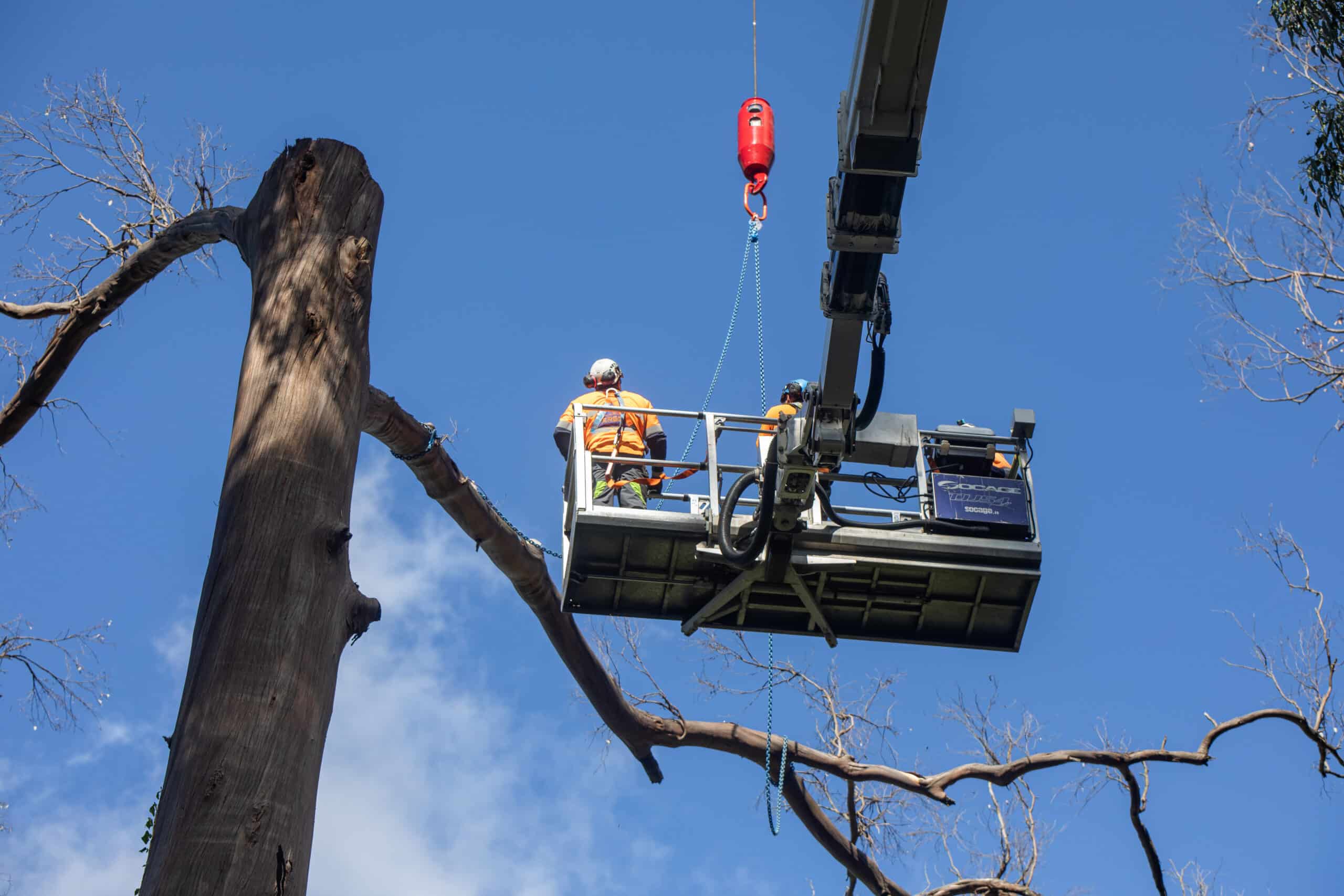 Tree removal crew in bucket