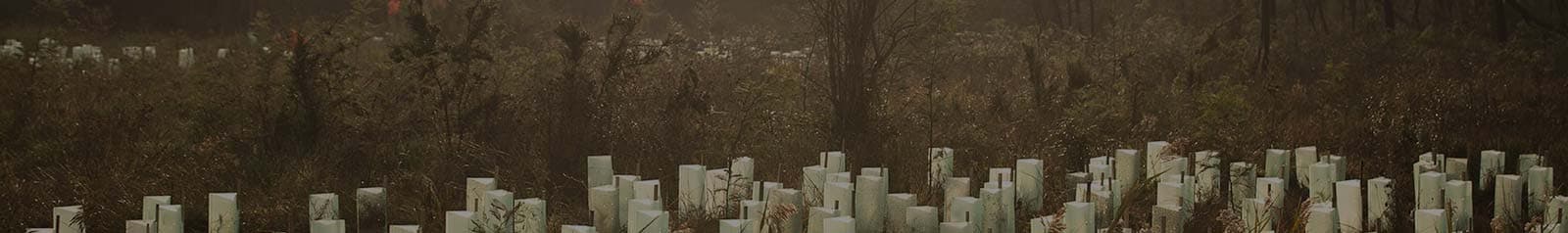 Rows of pale tree guards on a wooded slope
