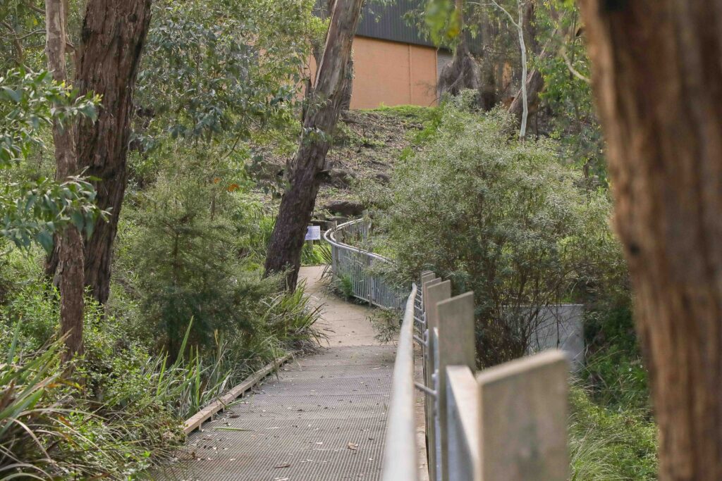 Wooden walkway through forest