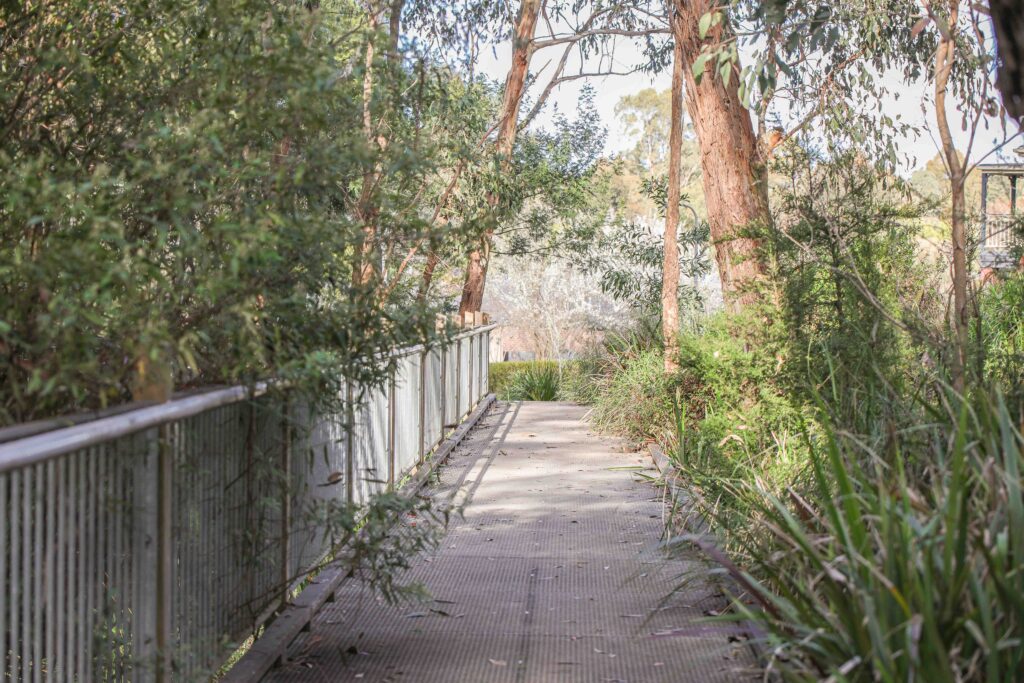 Path through lush green foliage