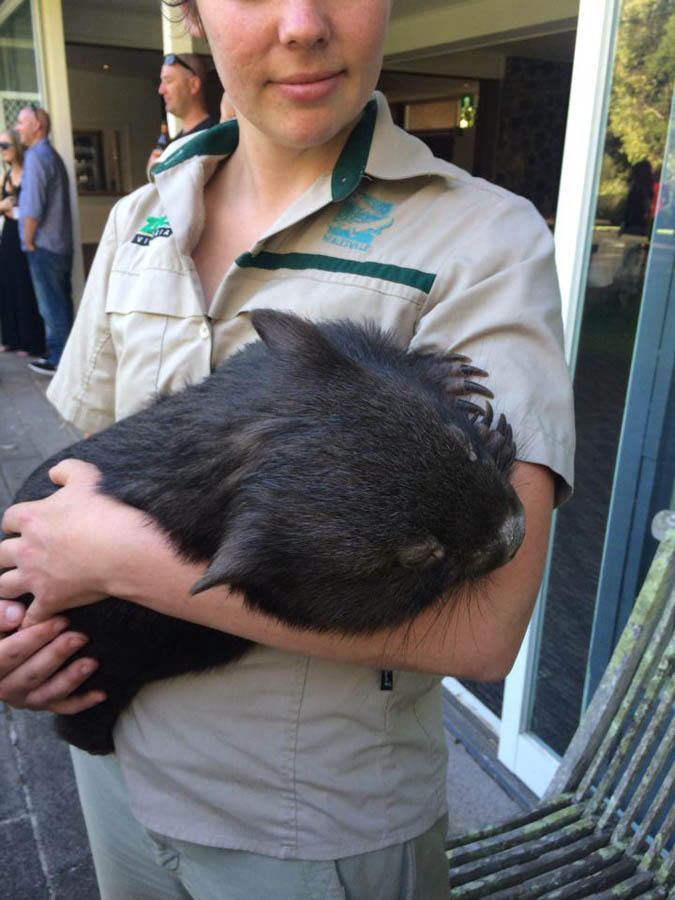 Person holding a wombat