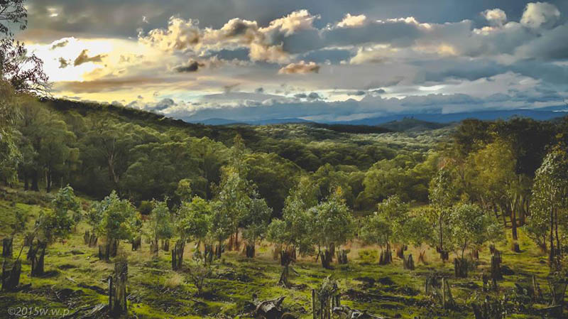 Lush green forest landscape