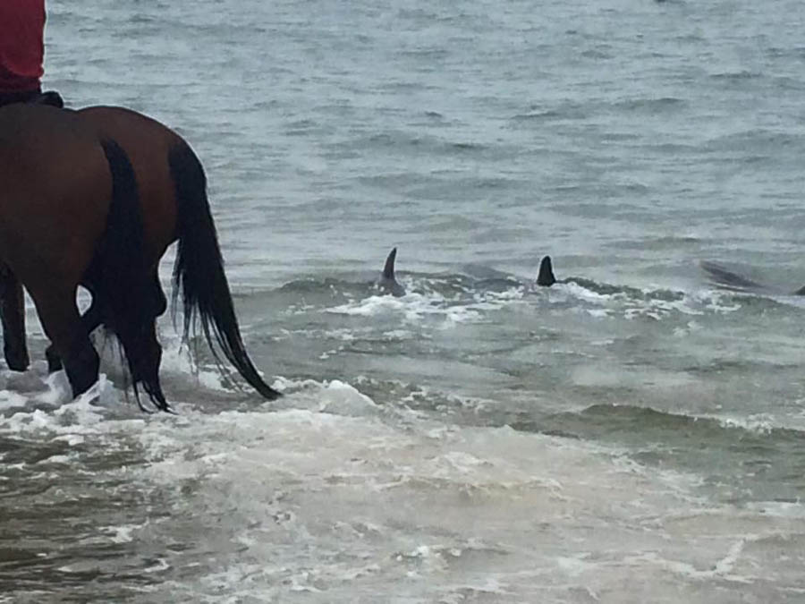 Horse and dolphins swim