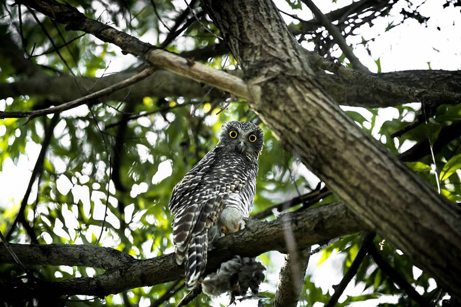 Owl perched on tree branch