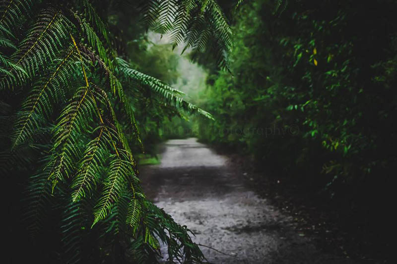 Rainy forest path with ferns.