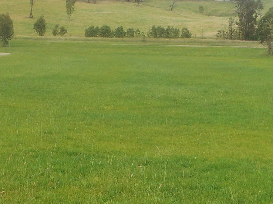 Vast green grassy field