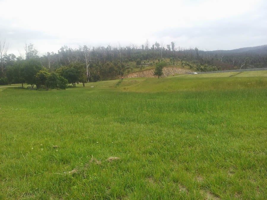 Green field with trees background
