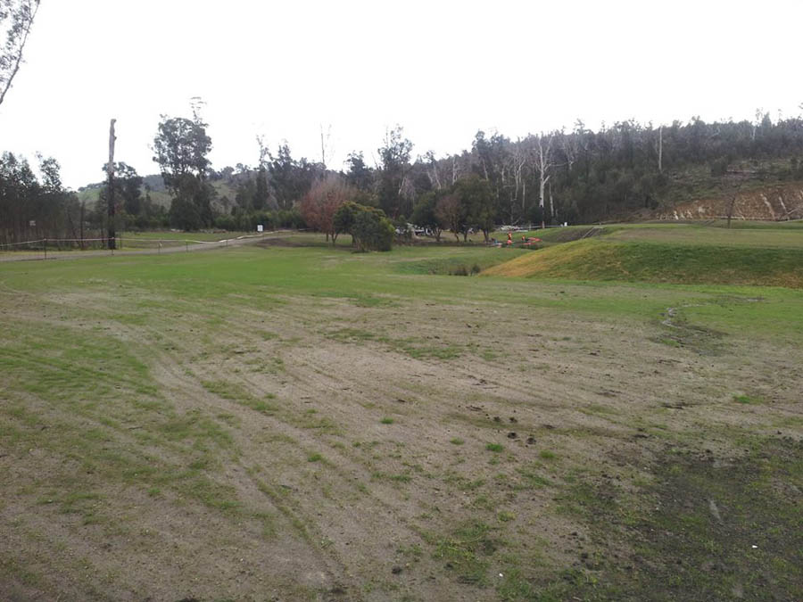 Grassy field with trees background