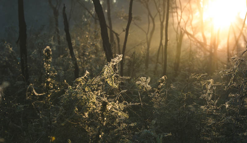 Misty forest sunrise lighting vegetation
