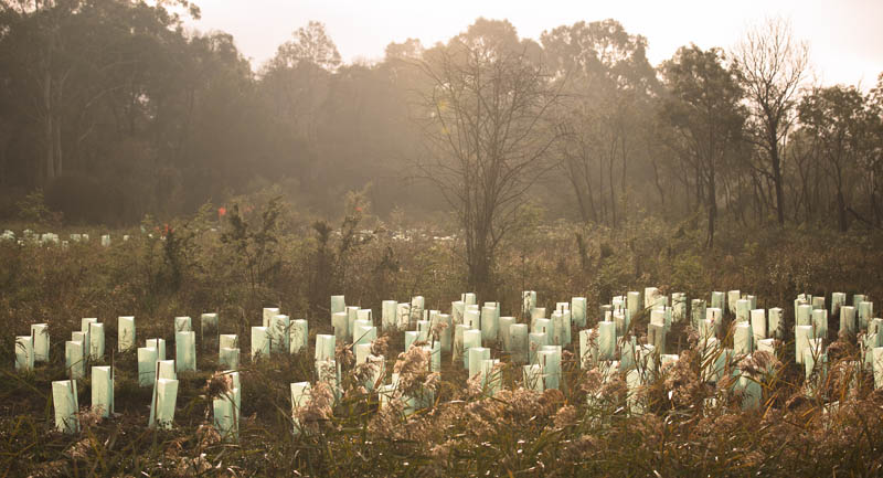 Young trees with protective coverings