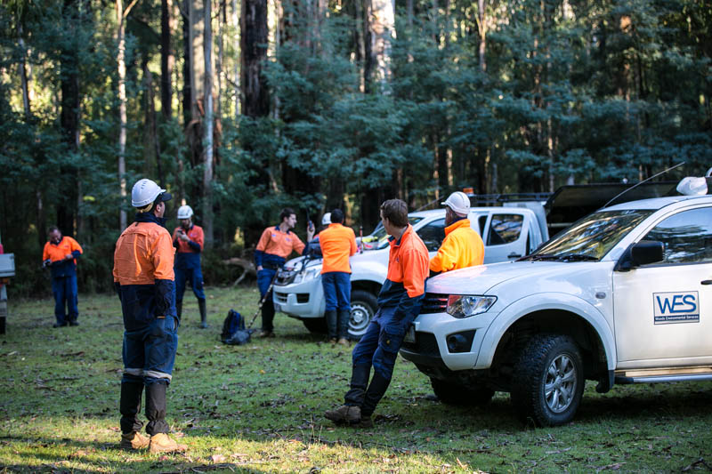 Workers near vehicles in forest