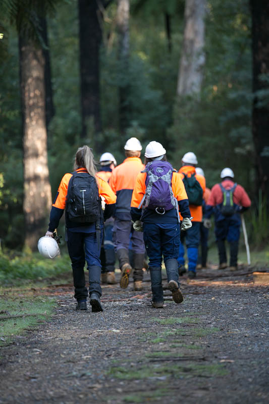 Forest workers walking path