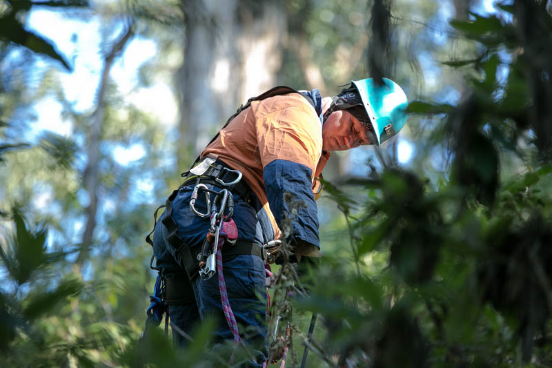 Arborist climbing a tree
