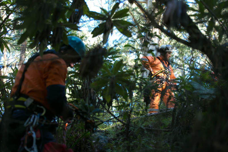 Arborist works in trees.