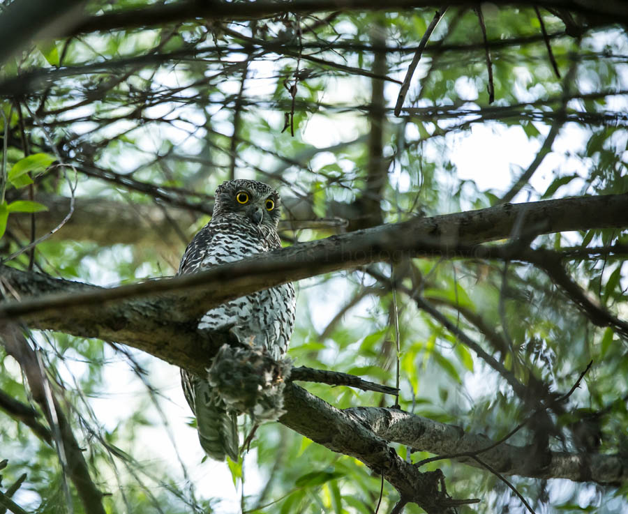 Owl perched on tree branch