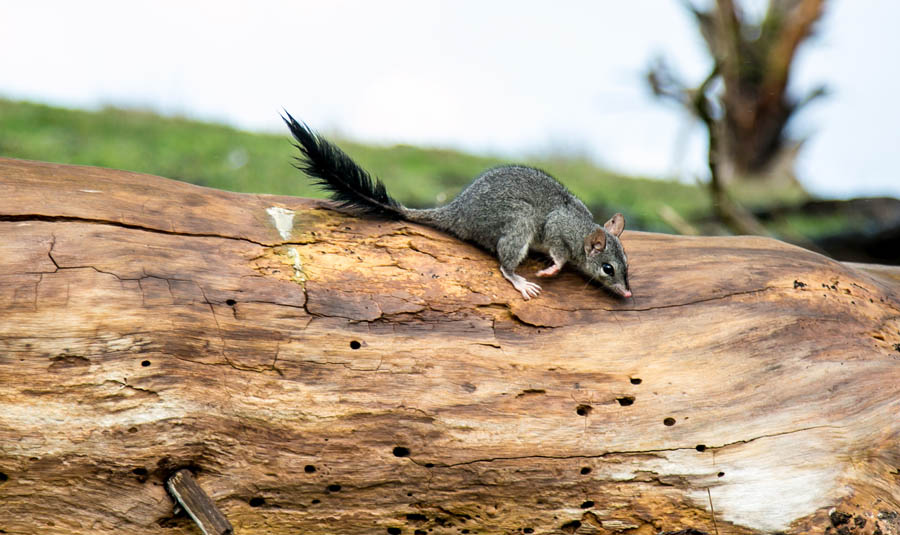 Small grey marsupial on log