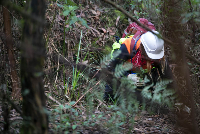 Hiker in dense forest foliage