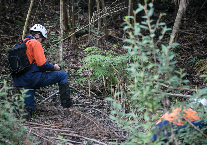 Forest researcher works outdoors