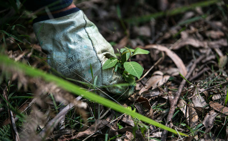 Gardener pulling weed