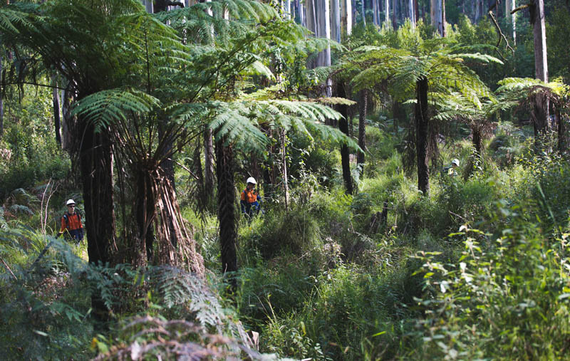 Lush green fern forest