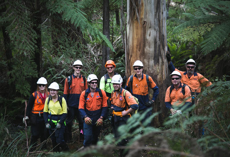 Forestry crew in woods