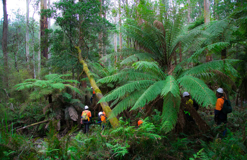 Forestry workers with fallen tree