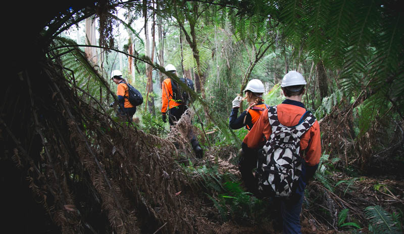 Hikers in a dense forest