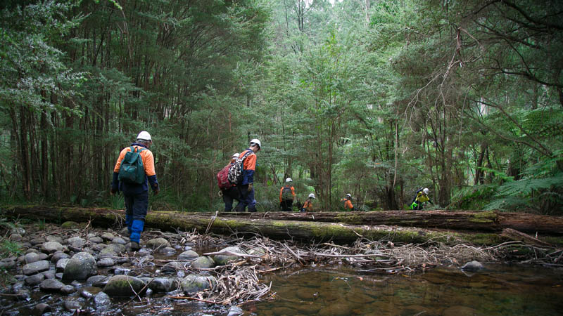 Forest rescue team crossing log