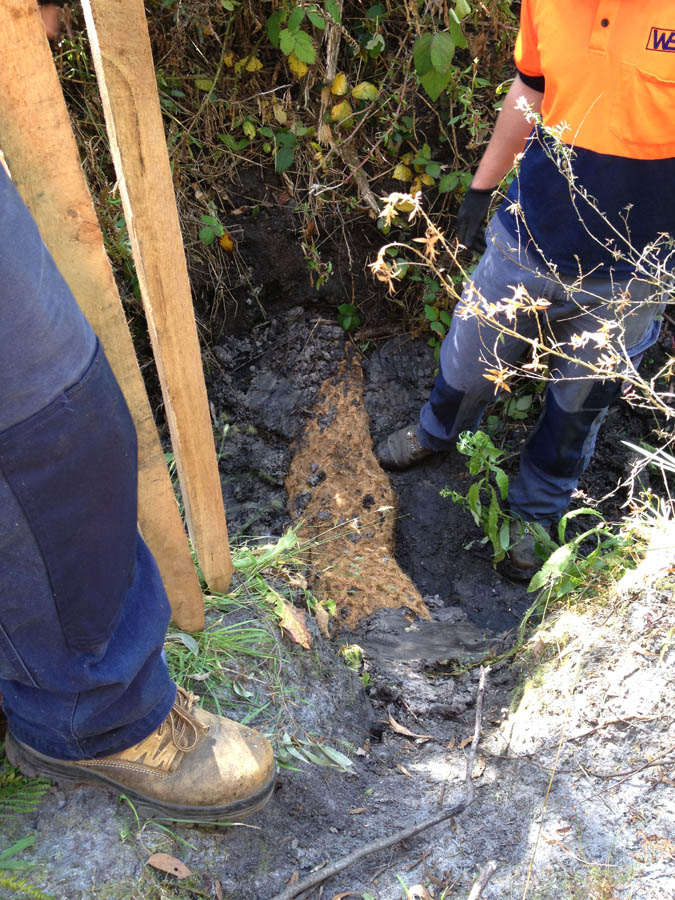 Draining muddy trench with roots