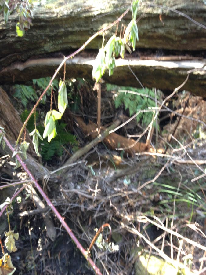 Fallen tree with leaves