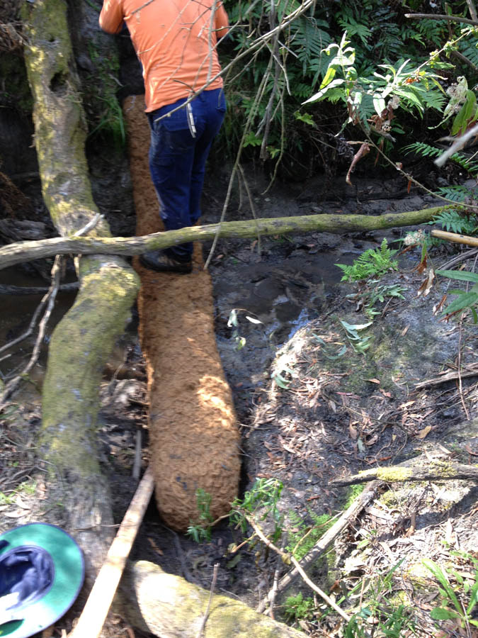 Person plants tree roots