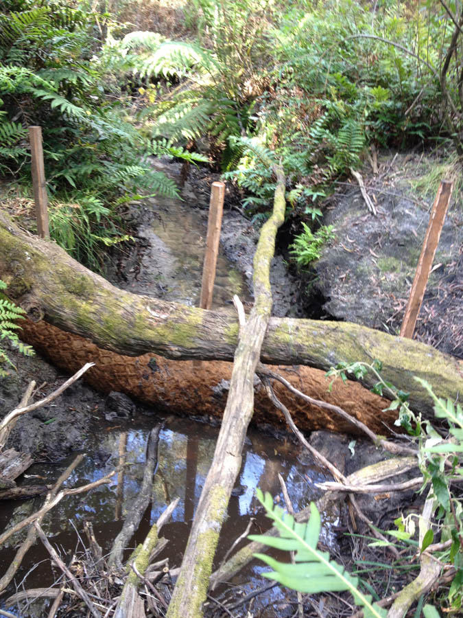 Fallen tree across water