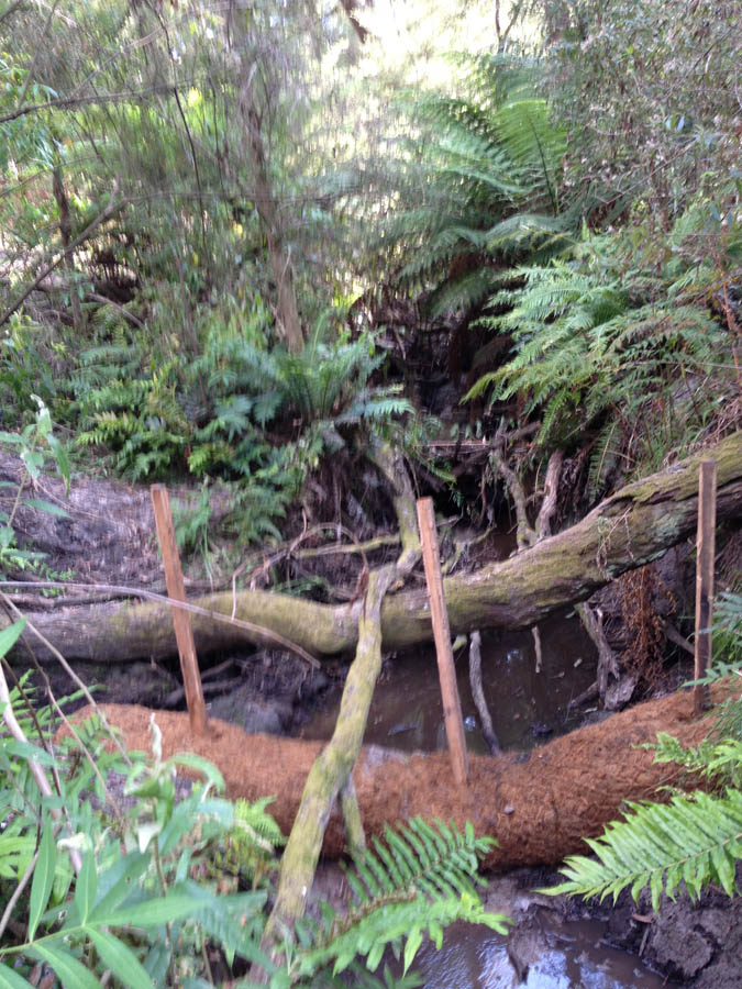 Forest stream with fallen log