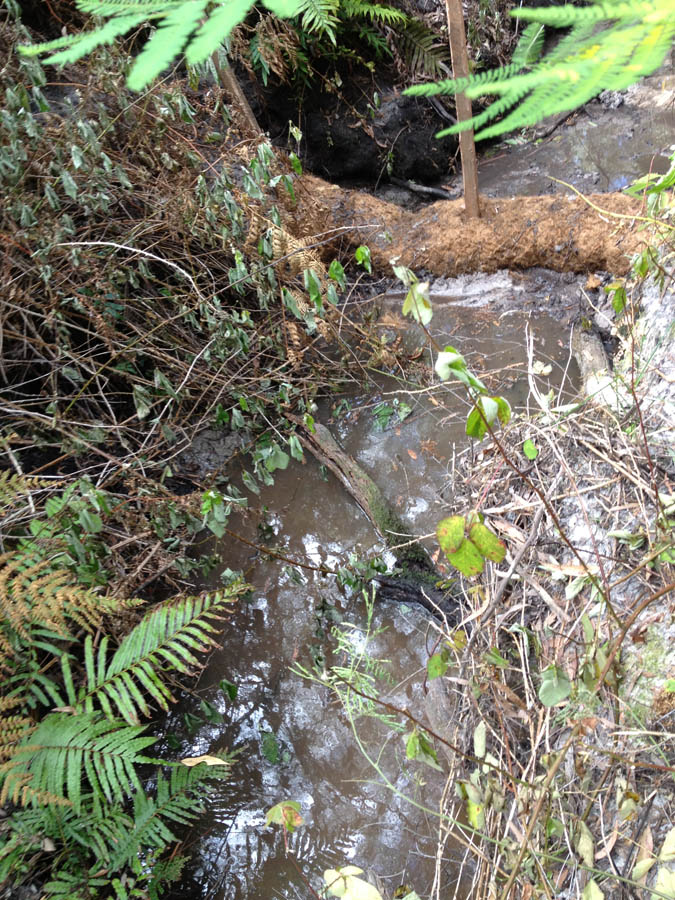 Forest stream with ferns