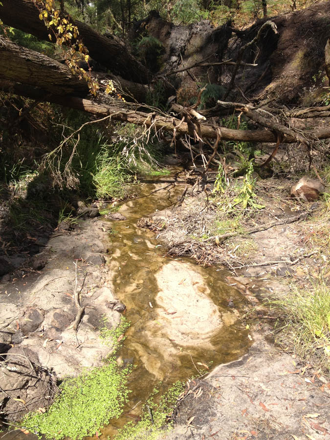 Forest stream with fallen trees