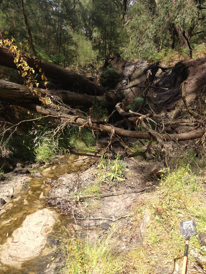 Fallen logs in forest stream