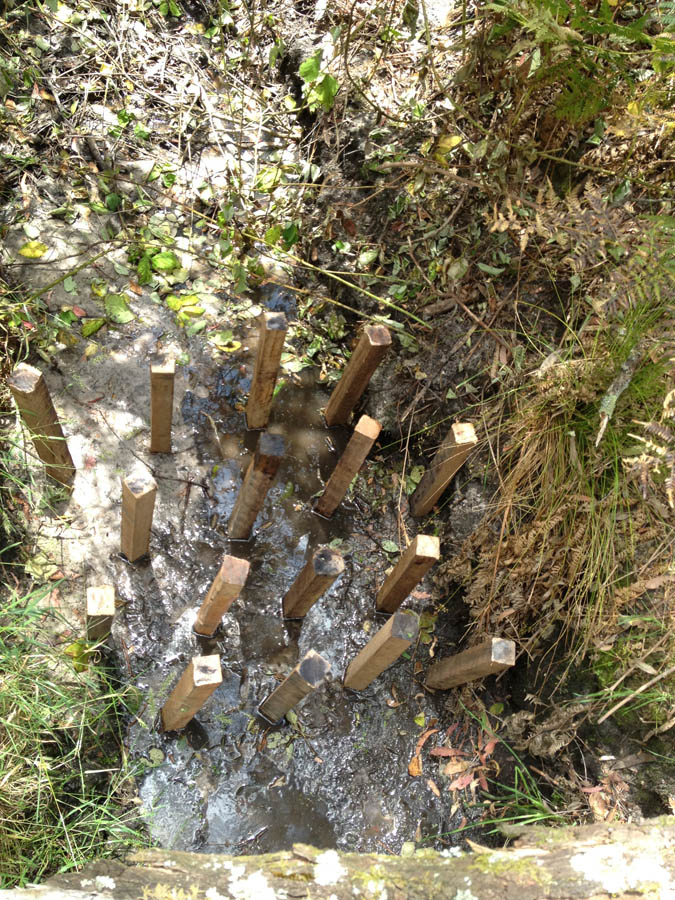 Wooden stakes in water