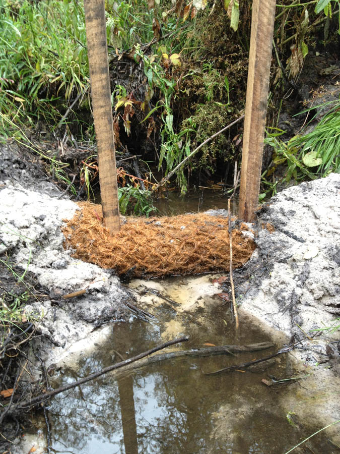 Newly planted tree in water
