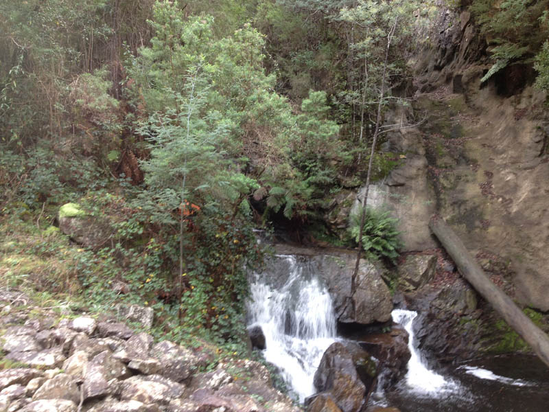 Forest waterfall flowing over rocks