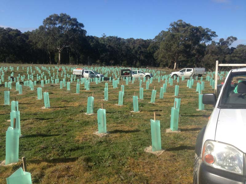 New tree planting site