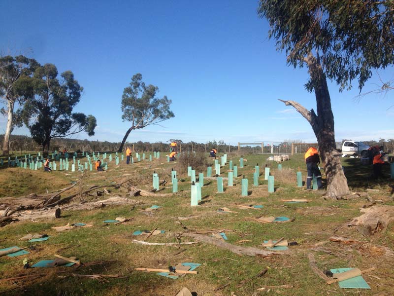 Tree planting with protective guards