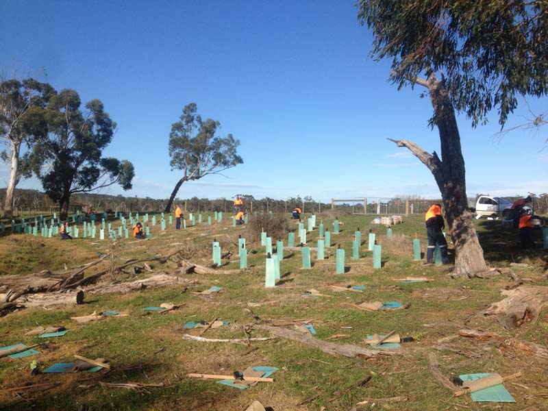 Reforestation with tree guards