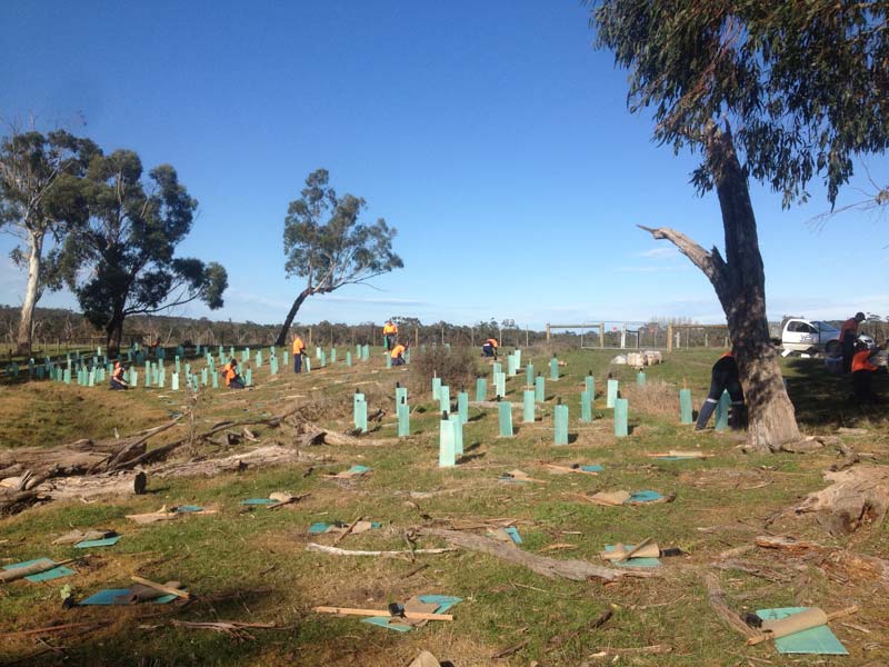 Young trees planted in field