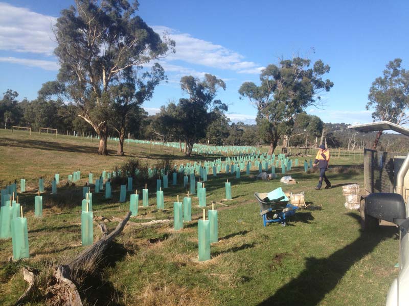 Trees planted with protectors
