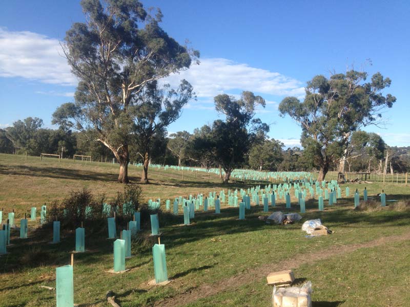 New saplings planted outdoors