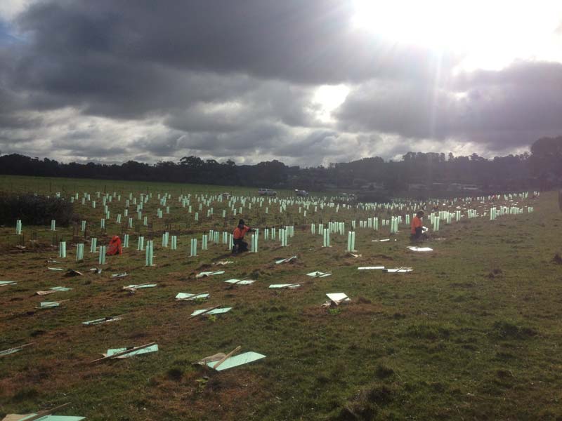 People planting trees on field