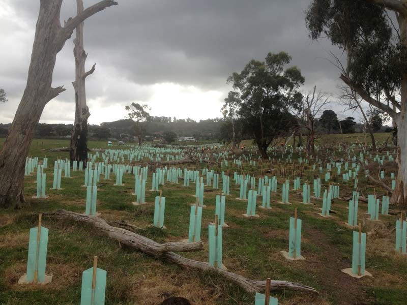 Young trees planted with guards