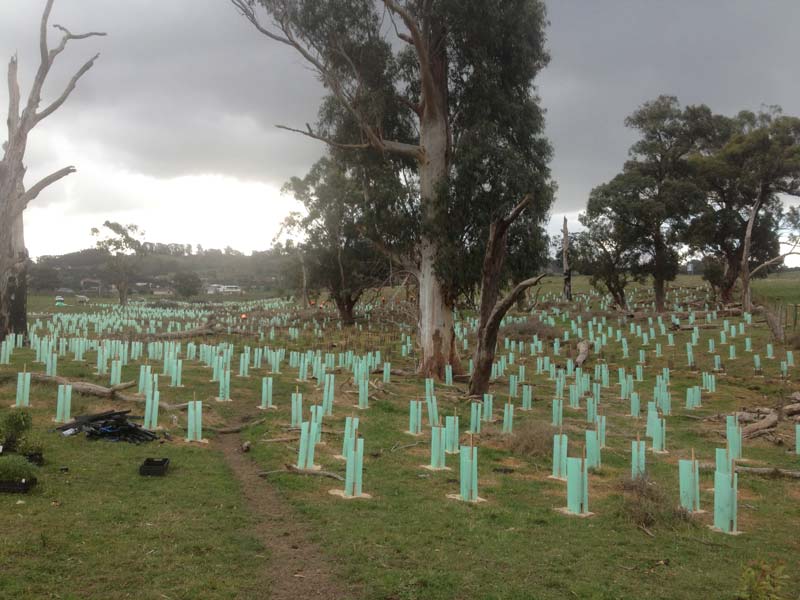 New trees planted in field